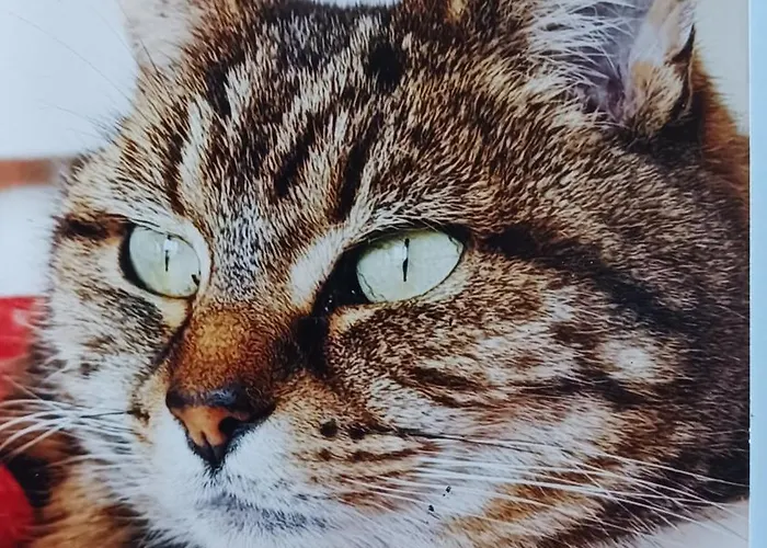 Ophelia Hébergement de vacances