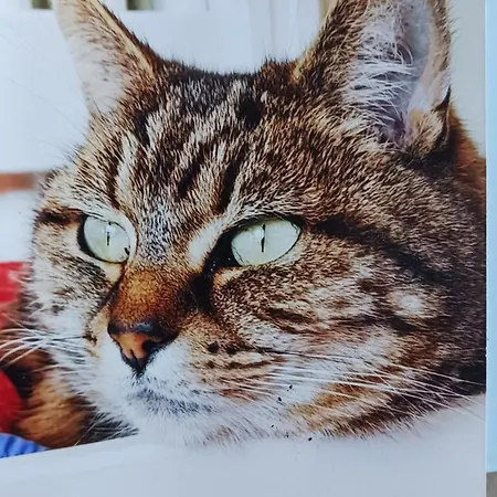 Ophelia Casa de Férias